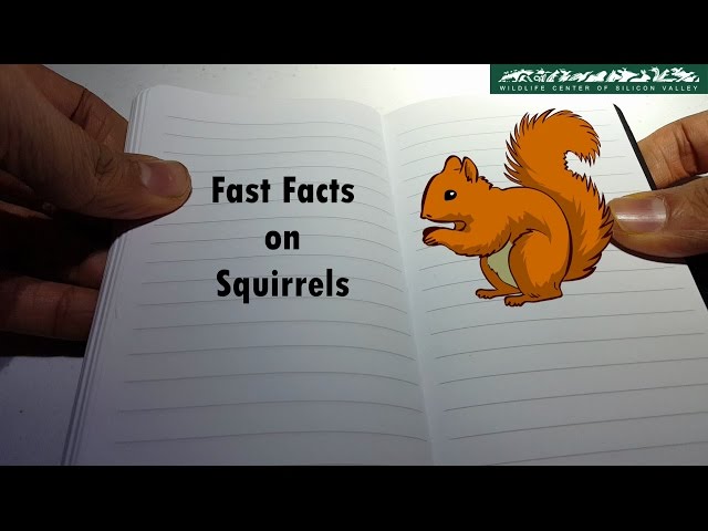 WCSV: Fast Facts on Squirrels