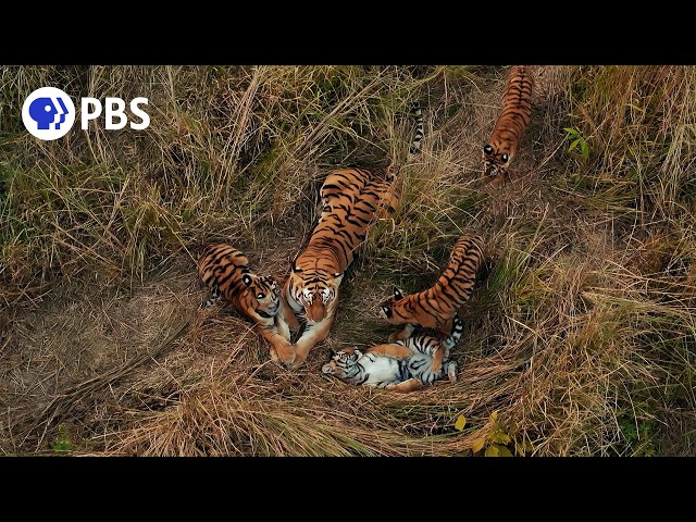 Tigers Aren't Supposed to Do This