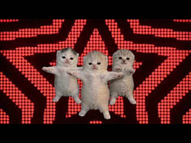 Cats Dancing Battle - ( That Or That) (Best Part Looped + Viral Version)