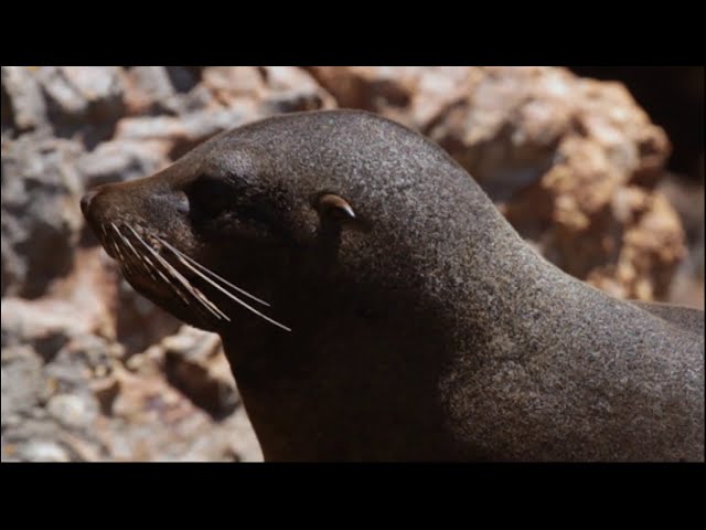 Meet the Locals: New Zealand fur seals