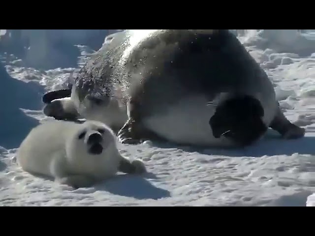 Seal boiii