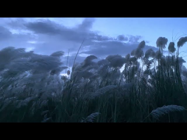 Wild sugarcane in Twilight | Kashful in Nature | Royalty free stock video footage - No copyright- 4K