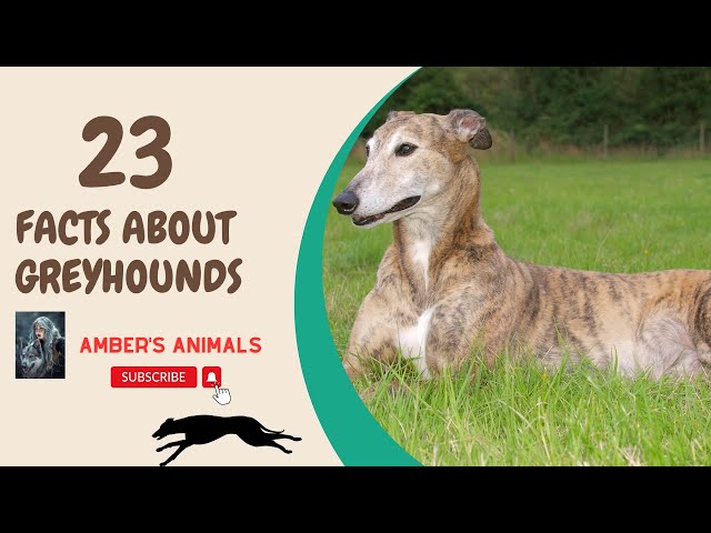23 Facts About Greyhounds