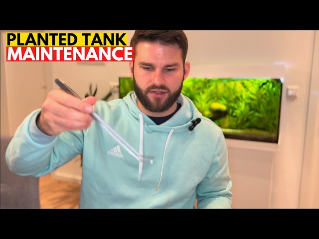 Planted Tank Maintenance Guide for Beginners - Deep Dive into Natural Tanks vs Aquascaped Tanks