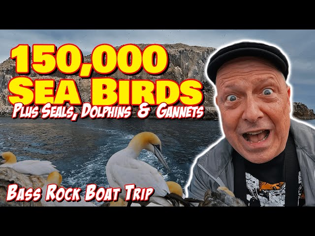 INCREDIBLE Scottish island with 150,000 birds and dolphins | Bass Rock, North Berwick