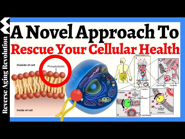 The Missing Link to Age Well?  Restore Your Cellular Health With This Novel Approach