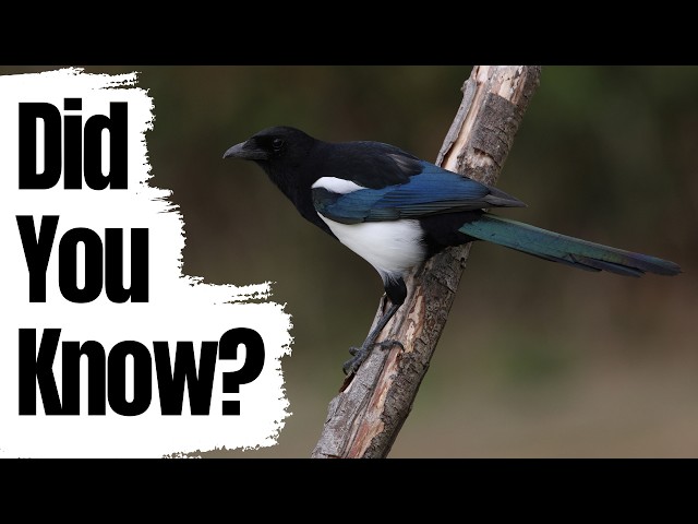Did You Know These Magpie Facts?