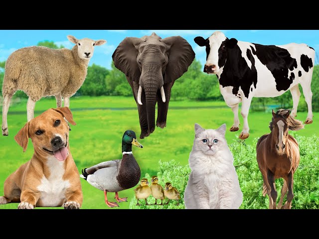 Cute Animals and Pets : Dog, Duck, Sheep, Elephant, Chicken, Duck, Cow, Horse, Cat - Animal Sounds