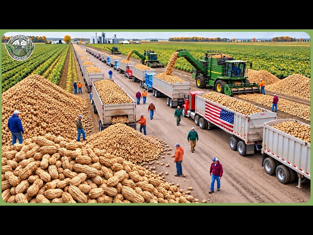 Inside America’s Massive Peanut Industry – From Giant Farms to Peanut Butter, Oil & Meal