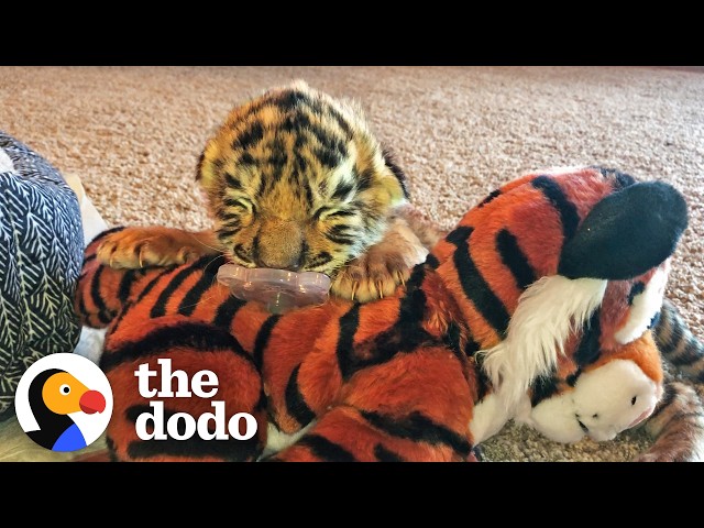 Tiniest Tiger Cub Is Now A Wild, Pouncing Big Cat | The Dodo