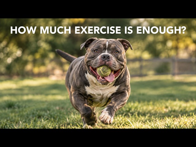How Much Exercise Does a Bully Breed Actually Need?