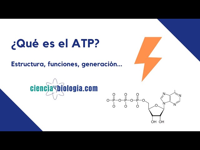 What is ATP? 🔋⚡️What FUNCTIONS does it have? How is ATP formed?