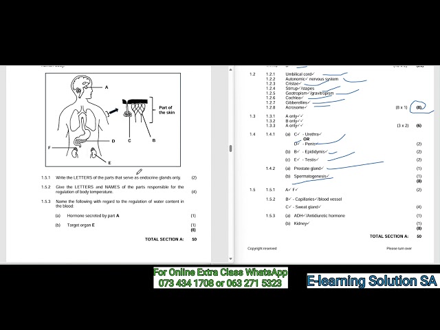 Grade 12 Life Sciences Term 4 | Final Exam Paper 1 of 2025 & Memerandum