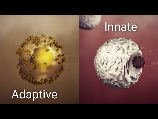 How your immune system works