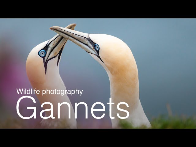 Wildlife Photography: Photographing Gannets at RSPB Bempton Cliffs
