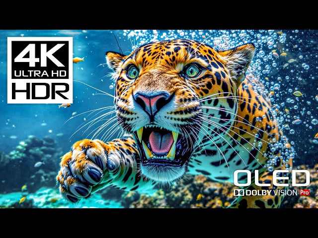 Amazing Wildlife in Stunning 4K HDR Dolby Vision 120 FPS | Wild Animals (8K/4K Video TV)