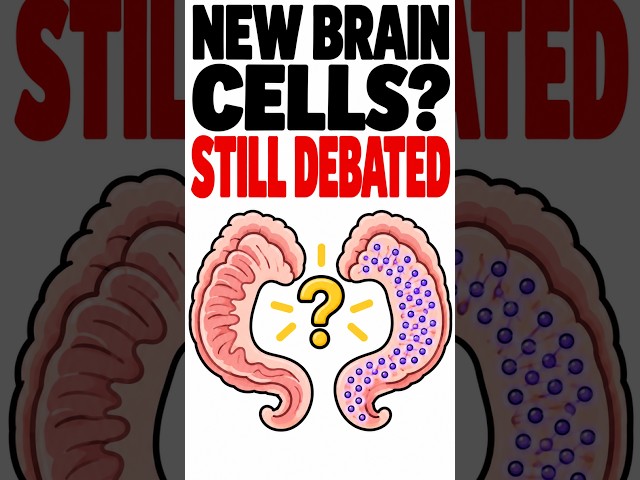 Do Adults Grow New Neurons Scientists Still Disagree