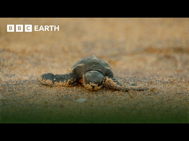Amazing Turtle Moments | BBC Earth