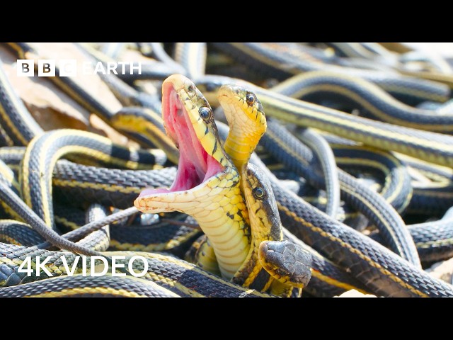 A Perfect Planet Narrated By Sir David Attenborough | 4K UHD | BBC Earth