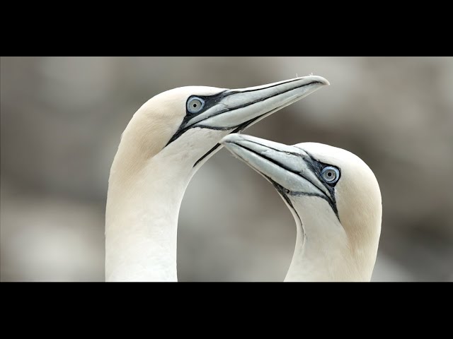 Gannet life in Newfoundland, Canada