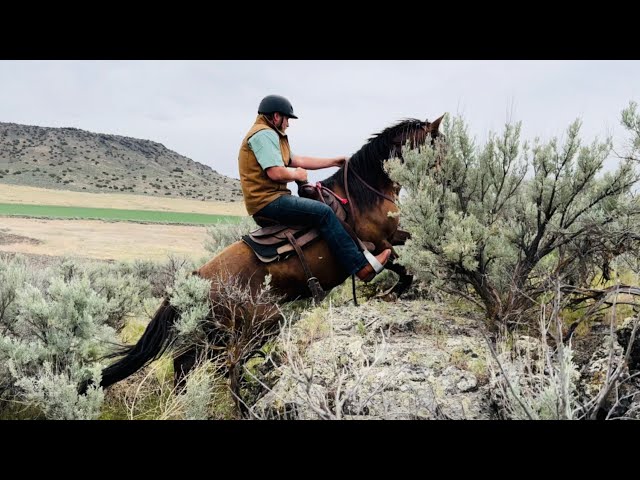 Dasher Day 30-35. FIRST TRAIL RIDE! 