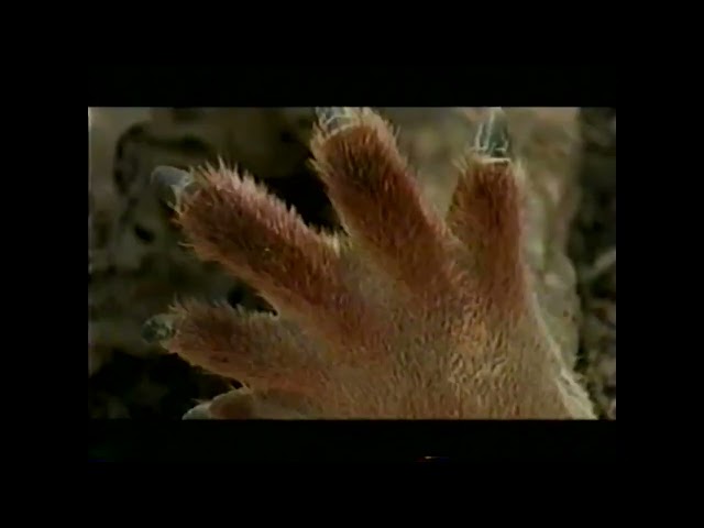 Idaho PTV (PBS) "Nature: Big Red Roos" Promo 2002