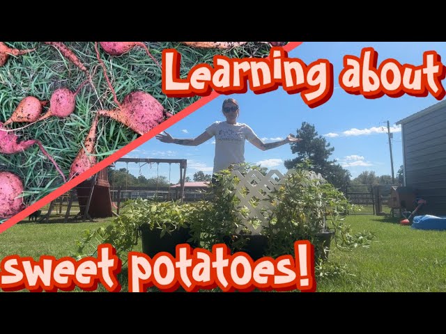 A garden experiment: What’s under the soil? 
