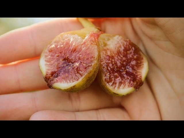 The Best Early Fig Varieties