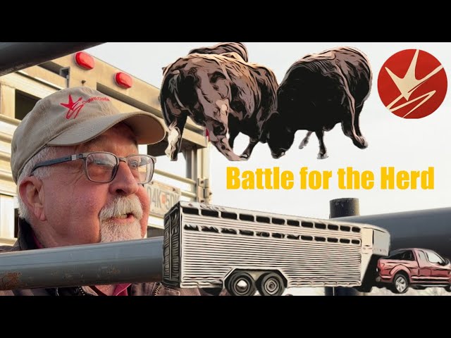 Why I Winter My Bulls