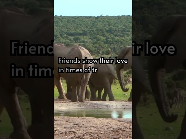 FRIENDSHIP