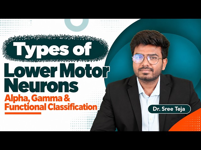 11. Types of Lower Motor Neurons 🧠⚡ | Alpha, Gamma & Functional Classification Explained