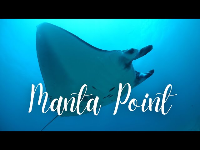 [4K] THE DANCING MANTA RAYS IN CINEMATIC. DIVING IN NUSA PENIDA, MANTA POINT & CRYSTAL BAY.