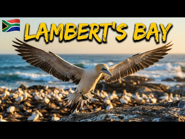 Small West Coast Town Home to World's Largest Cape Gannet Colony, South Africa 2026, EP 8