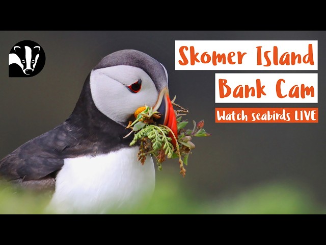 Puffin Bank Cam - Skomer Island Live Stream