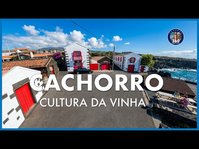 CACHORRO: BETWEEN WINE, LAVA, AND THE SEA - PICO ISLAND