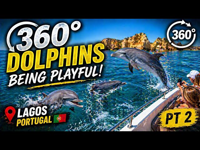     360° Dolphins Swimming Around Us 🐬 | Lagos Portugal POV PT2