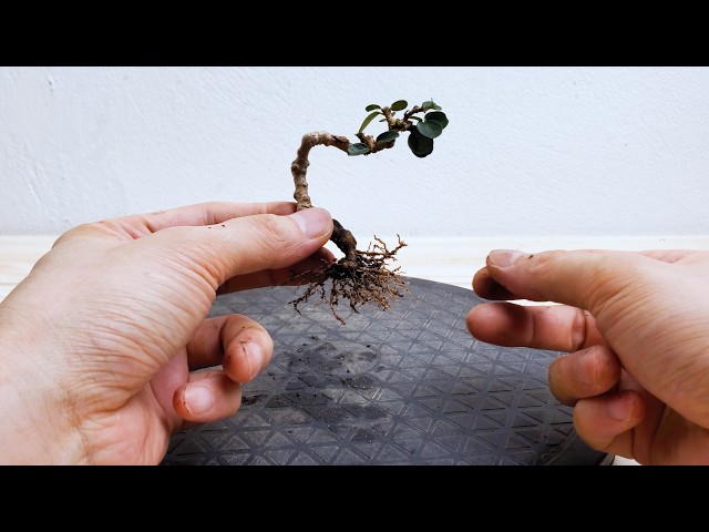 "Antidesma acidum" Mame Bonsai - Pruning & Repotting After 2 Years From Cutting