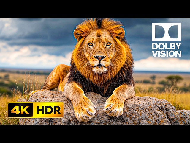 Incredible Wildlife 8K HDR 60fps Dolby Vision Visuals | 8K Video Ultra HD