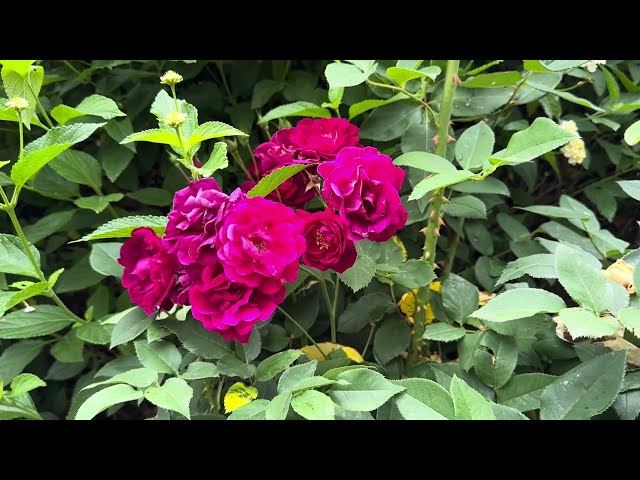 SoCal plants, roses, flowers at Whitney's 🌹 🌺  #May2025 ☀️#socal  #backyardgarden #sanctuary #010