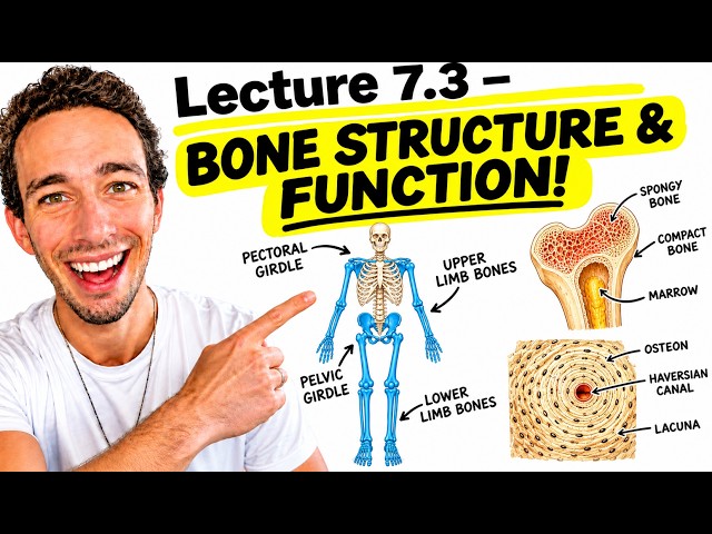 A&P1 Lecture 7.3 - Skeletal System (Bone Structure & Function - Made Easy!)