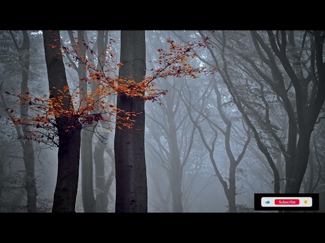 Winter Morning Ambience ❄️ | Copyright Free Nature Sounds