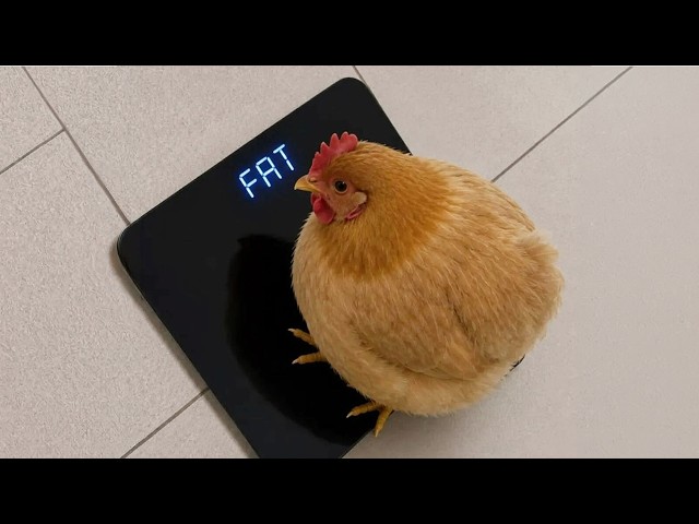 I Dare You Not To Laugh at These DRAMATIC Chickens 🤣 Funniest Animal Videos