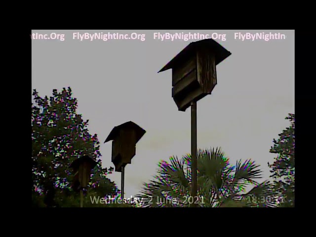 FBN Live BatCam