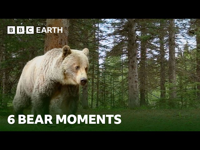Extraordinary Bear Moments | BBC Earth