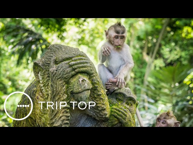“Majmunët, hajdutë profesionistë”/Fakte rreth Balit: Njerëzit limojnë dhëmbët, një nga ritualet më…