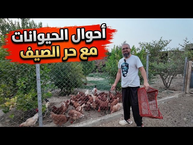 أحوال الحيوانات في حر الصيف  ، يوم من أعمالي في المزرعة ، جولة سريعة في المزرعة (305)