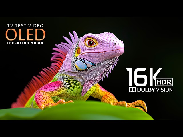 World's Best OLED 16K Video HDR TEST | Dolby Vision | 8K HDR 120FPS (8K/4K Video TV)