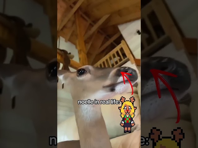 Noelle In Real Life #deltarune #undertale #gaming