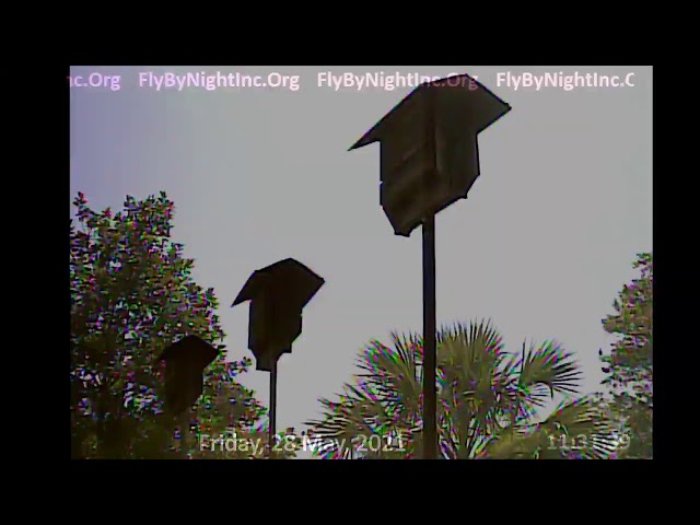 FBN Live BatCam