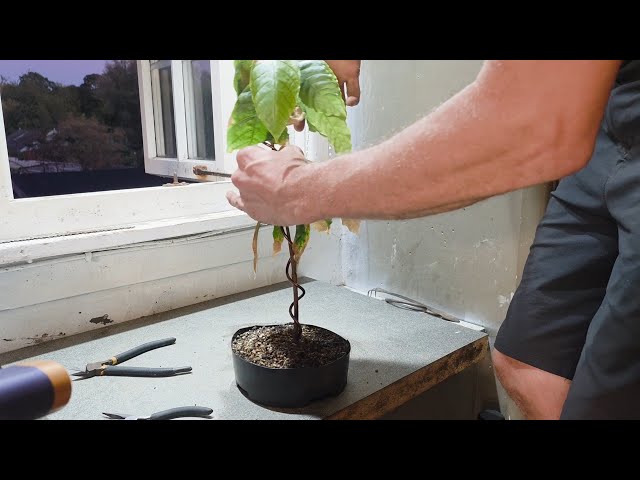 How to bonsai a Cocoa tree with Gizzy, wiring stage 